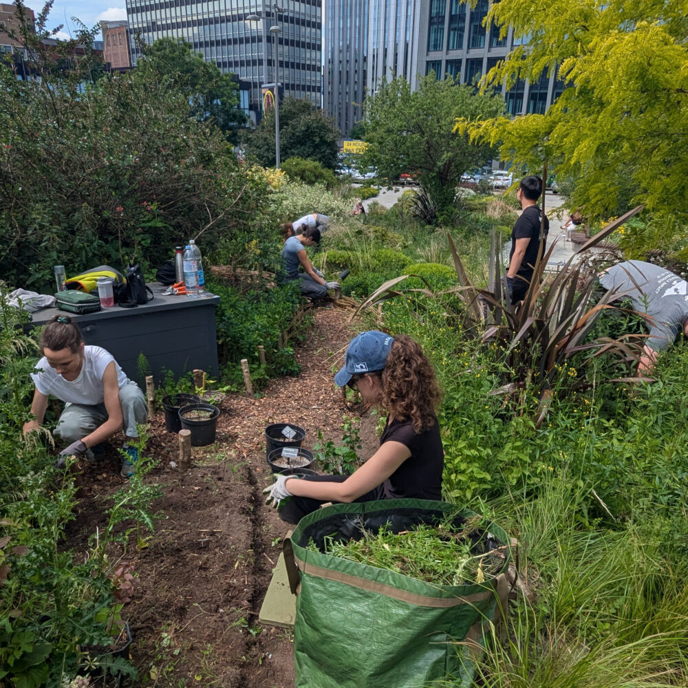The Manchester team volunteering with Plant Co-operative (MCR) - gardening in the centre of Manchester